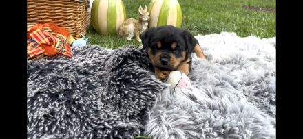 ADRK Rottweiler Welpen