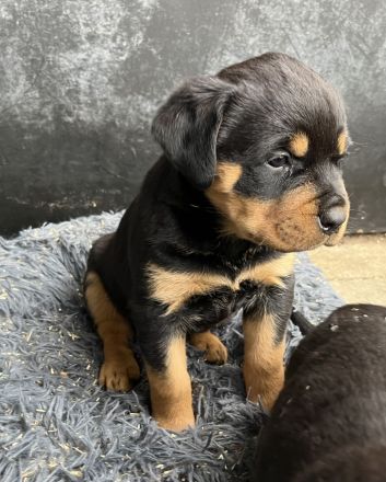 ADRK Rottweiler Welpen