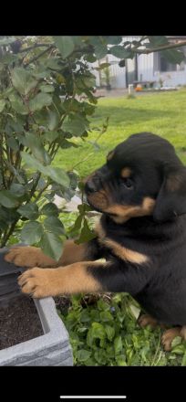 ADRK Rottweiler Welpen