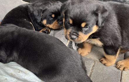 ADRK Rottweiler Welpen
