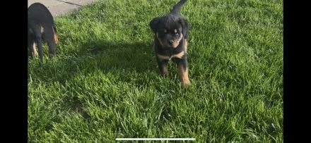 ADRK Rottweiler Welpen