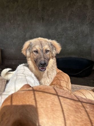 Pufos sucht sein Für-immer-Zuhause