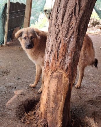 Pufos sucht sein Für-immer-Zuhause