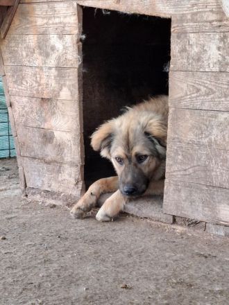 Pufos sucht sein Für-immer-Zuhause