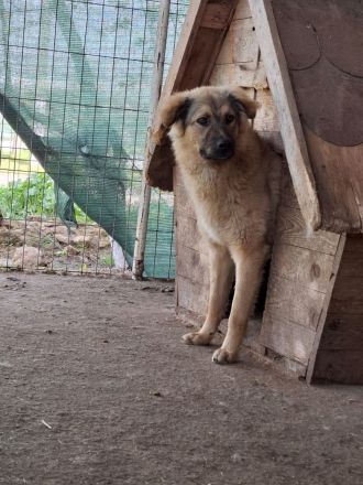 Pufos sucht sein Für-immer-Zuhause