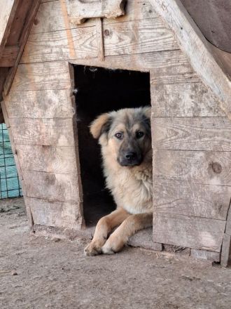 Pufos sucht sein Für-immer-Zuhause