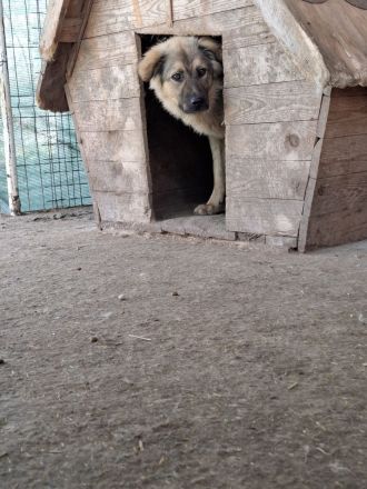 Pufos sucht sein Für-immer-Zuhause