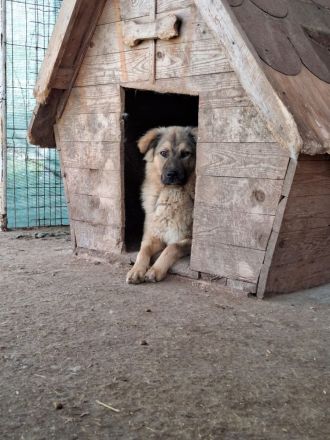 Pufos sucht sein Für-immer-Zuhause