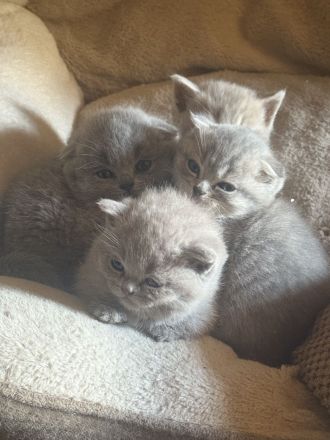 Kitten BKH zu verkaufen