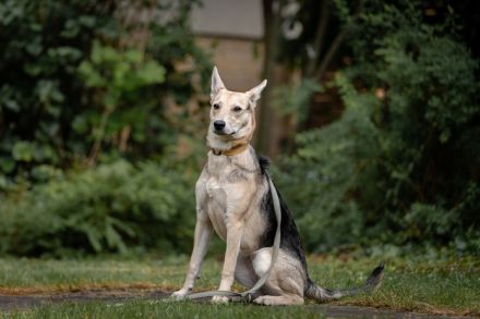 Lavender wartet schon auf dich