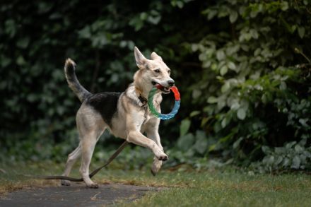 Lavender wartet schon auf dich