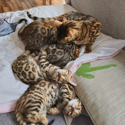 Bengal kitten mit Stammbaum -noch 1 frei