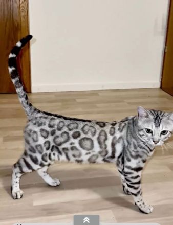 Bengal-Kitten mit Stammbaum