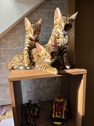 Bengal kitten mit Stammbaum -noch 1 frei