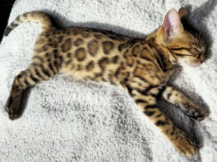 Bengal kitten mit Stammbaum -noch 1 frei
