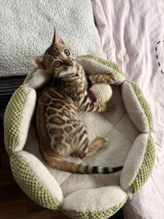 Bengal-Kitten mit Stammbaum