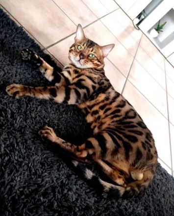 Bengal kitten mit Stammbaum -noch 1 frei