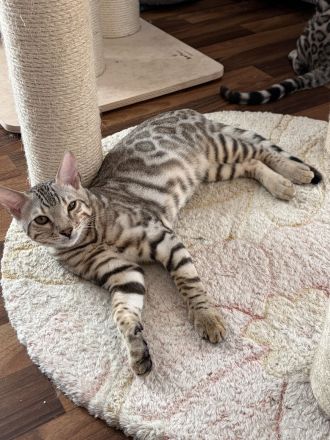 Bengal-Kitten mit Stammbaum