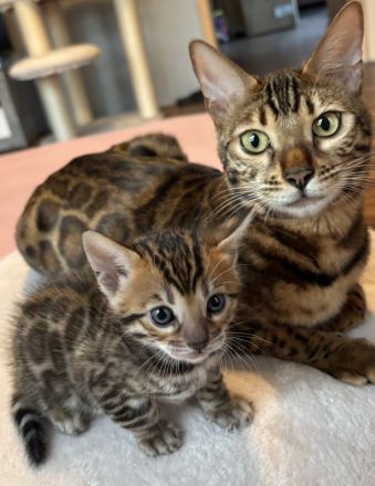 Bengal kitten mit Stammbaum -noch 1 frei