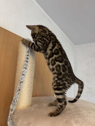 Bengal kitten mit Stammbaum -noch 1 frei
