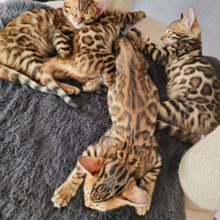 Bengal kitten mit Stammbaum -noch 1 frei