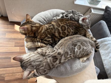Bengal-Kitten mit Stammbaum