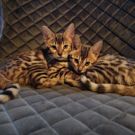 Bengal kitten mit Stammbaum -noch 1 frei