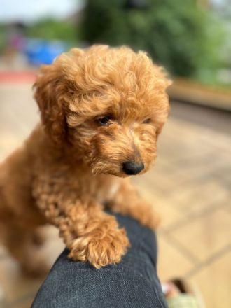 Erfahrener Zwergpudel-Deckrüde steht passenden Hündinnen zur Verfügung! Unser lieber und charm