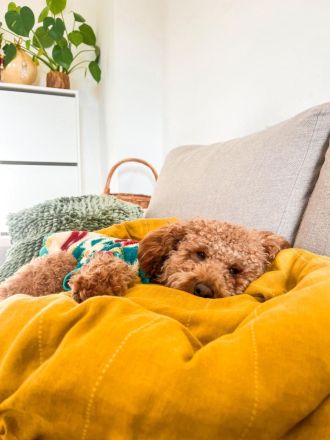 Erfahrener Zwergpudel-Deckrüde steht passenden Hündinnen zur Verfügung! Unser lieber und charm