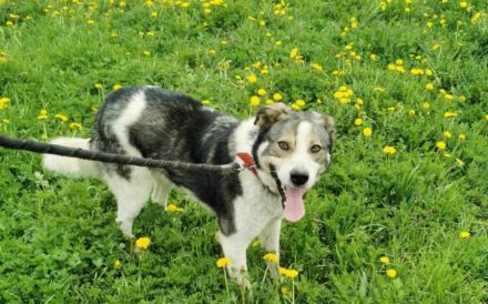 Sanfte Hundeseele Schröther sucht Zuhause