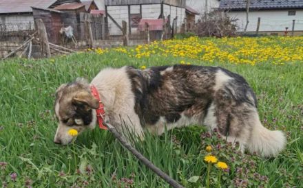 Sanfte Hundeseele Schröther sucht Zuhause