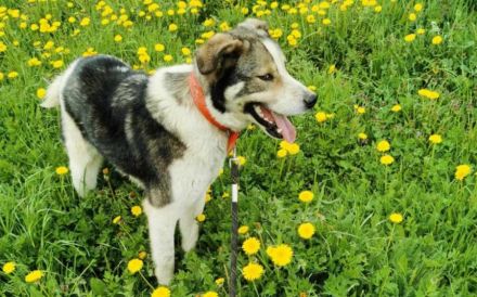 Sanfte Hundeseele Schröther sucht Zuhause