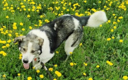 Sanfte Hundeseele Schröther sucht Zuhause