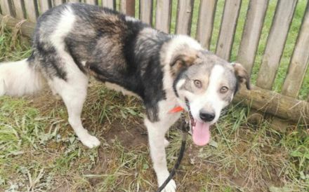 Sanfte Hundeseele Schröther sucht Zuhause