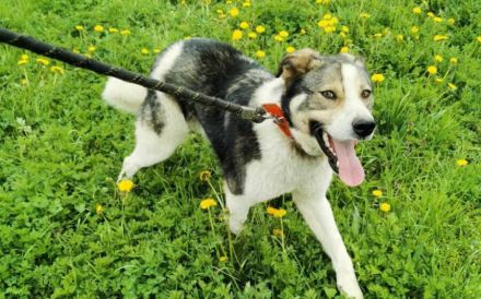 Sanfte Hundeseele Schröther sucht Zuhause