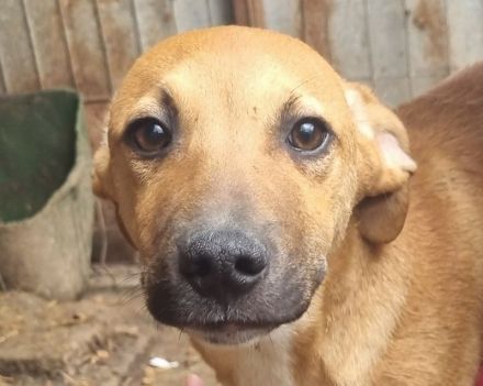 Klausi, zart gebauter, aufgeschlossener Jundhund, 7 Monate, 48cm (wachsend)