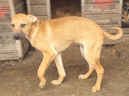 Klausi, zart gebauter, aufgeschlossener Jundhund, 7 Monate, 48cm (wachsend)