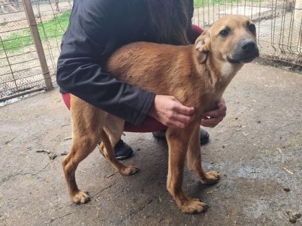 Klausi, zart gebauter, aufgeschlossener Jundhund, 7 Monate, 48cm (wachsend)