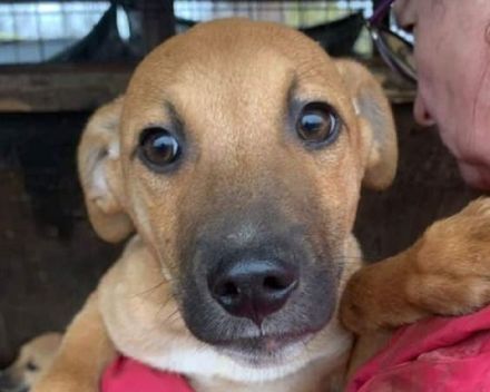 Klausi, zart gebauter, aufgeschlossener Jundhund, 7 Monate, 48cm (wachsend)