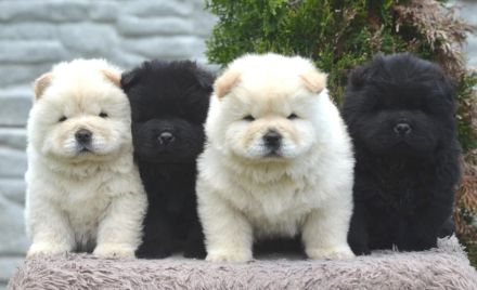 Wunderschöne Chow-Chow Welpen können reserviert werden