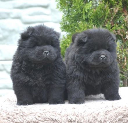 Wunderschöne Chow-Chow Welpen können reserviert werden