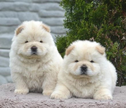 Wunderschöne Chow-Chow Welpen können reserviert werden