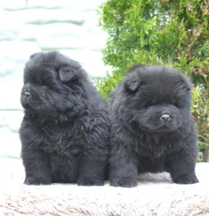 Wunderschöne Chow-Chow Welpen können reserviert werden