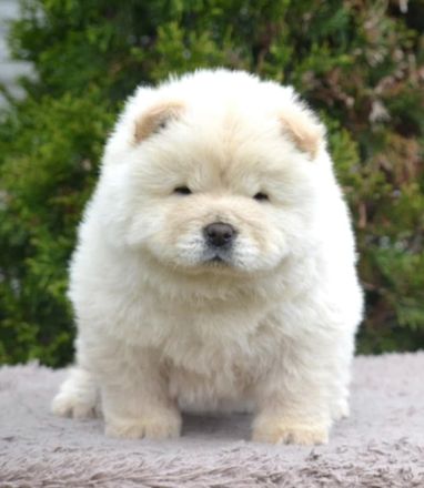 Wunderschöne Chow-Chow Welpen können reserviert werden