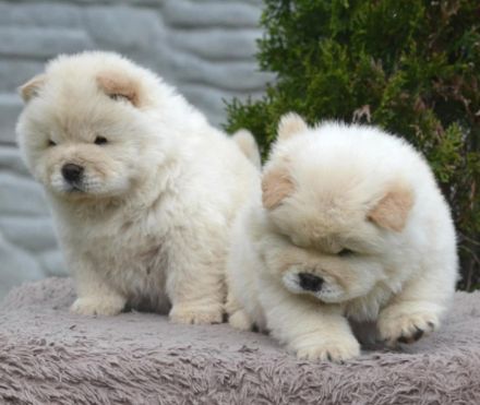 Wunderschöne Chow-Chow Welpen können reserviert werden