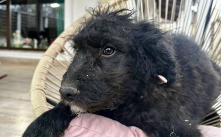 Amilie bringt Leben ins Haus