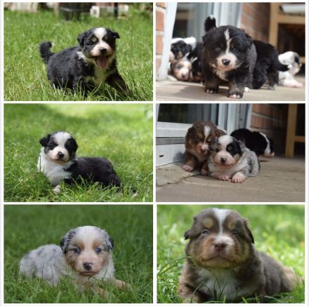 Mini Australian Shepherd Welpen