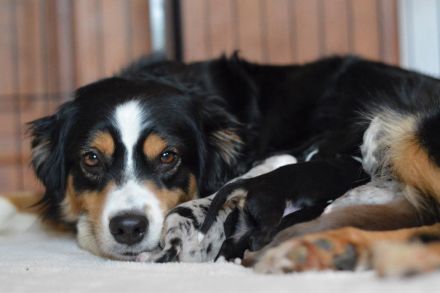 Mini Australian Shepherd Welpen