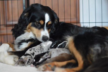 Mini Australian Shepherd Welpen