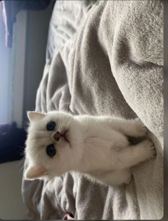 Britisch Kurzhaar 3 Monate jung Weiß